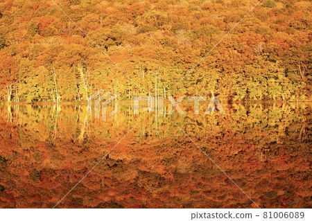 青森縣津田沼的秋葉 青森縣津田沼的秋葉 81006089