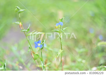 (Flower tourism) Commelina communis in Satoyama (Flower tourism) Commelina communis in Satoyama 81006220
