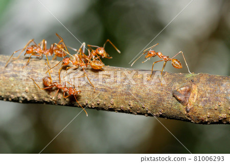 Close up focus one red ant on stick tree in nature at thailand Close up focus one red ant on stick tree in nature at thailand 81006293