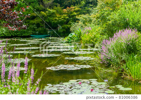 Water lily pond 81006386
