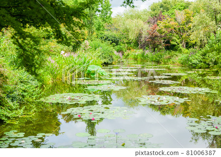 Water lily pond Water lily pond 81006387