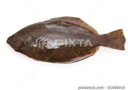 Natural flounder Natural flounder 81006910
