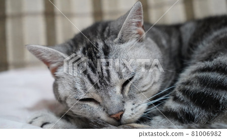 American Shorthair Pee-chan sleeps American Shorthair Pee-chan sleeps 81006982