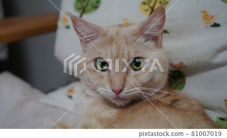 單擊此處查看貓桃太郎 81007019