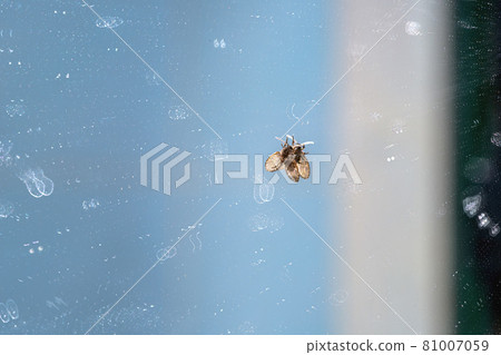 A small toilet fly perches on a dirty glass mirror covered in abstract stains from dried water A small toilet fly perches on a dirty glass mirror covered in abstract stains from dried water 81007059