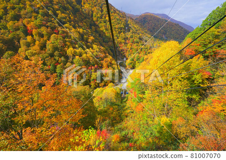 日本新潟縣湯澤町內葉山的秋葉 日本新潟縣湯澤町內葉山的秋葉 81007070