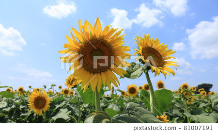 A sunflower blooming spiritually A sunflower blooming spiritually 81007191