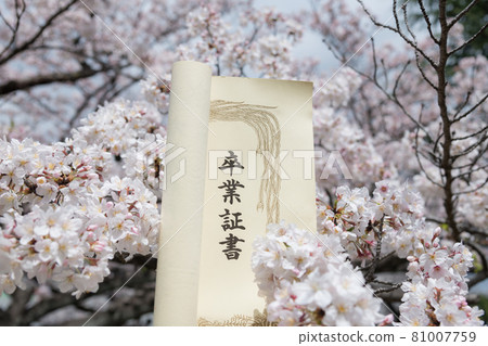 [Graduation image: Sakura in full bloom and diploma] 81007759