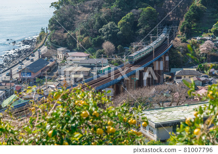 [東海道線E231系列穿越橘子田地] 81007796
