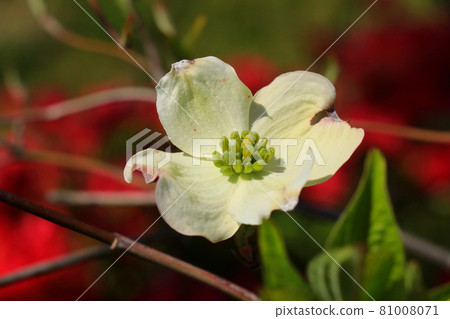 開著顯眼的白花的花水木 照片素材 圖片 圖庫