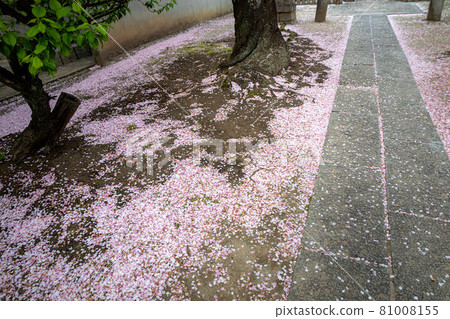 In the spring of Myokenji, cherry blossom petals pile up on the ground of the approach leading to the Keichu Daibosatsu. In the spring of Myokenji, cherry blossom petals pile up on the ground of the approach leading to the Keichu Daibosatsu. 81008155