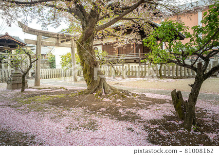 Spilled flowers on the roots of the cherry tree in front of the Bodhisattva of the Great Bodhisattva in the spring of Myokenji Temple Spilled flowers on the roots of the cherry tree in front of the Bodhisattva of the Great Bodhisattva in the spring of Myokenji Temple 81008162