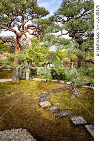 In the spring of Myokenji Temple, "Korin Kyokusui no Niwa" and pine trees derived from Ogata Korin 81008170