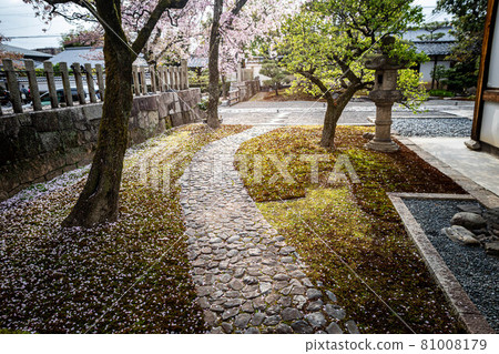 In the spring of Myokenji Temple, a pot garden in front of Hojo where cherry blossoms are in full bloom and a mossy cobblestone path 81008179