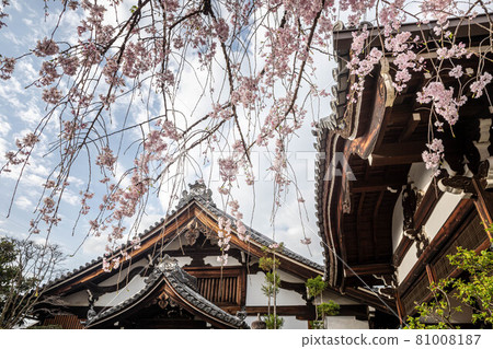 Weeping cherry tree and Hojo in full bloom in spring at Myokenji Temple Weeping cherry tree and Hojo in full bloom in spring at Myokenji Temple 81008187