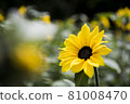 向著太陽綻放的小向日葵 81008470