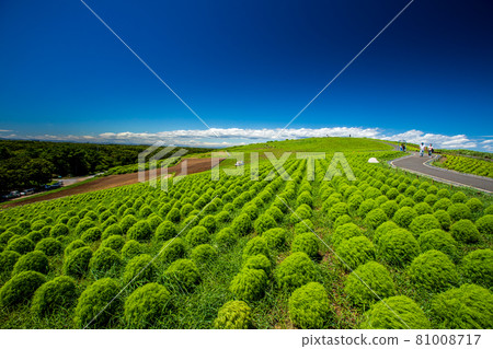 日立海濱公園小Kokia 81008717