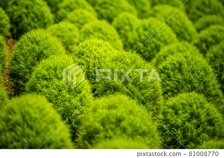 Hitachi Seaside Park Small Kokia Hitachi Seaside Park Small Kokia 81008770