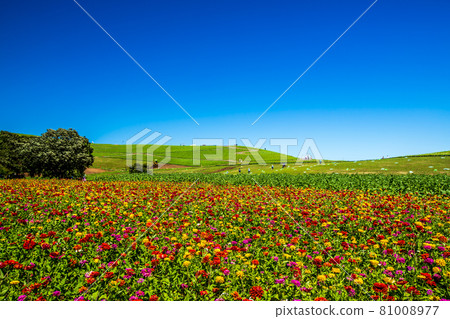 Hitachi Seaside Park Blue Sky and Zinnia Hitachi Seaside Park Blue Sky and Zinnia 81008977