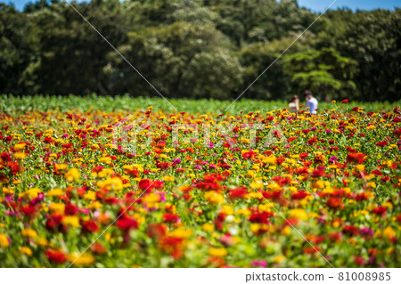 日立海濱公園百日草 81008985