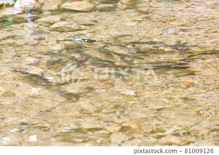 虹鱒魚河魚淡水魚虹鱒魚清流 虹鱒魚河魚淡水魚虹鱒魚清流 81009126