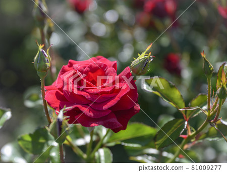 Scarlet rose flower among unopened bud 81009277