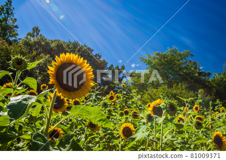 Hitachi Seaside Park Blue Sky and Sunflowers 81009371