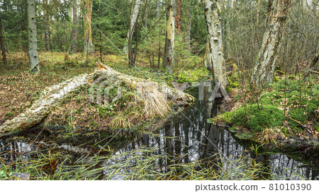 A swampy patch of old forest, mosses, green grass, pines and birches among the dark water 81010390