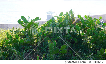 秋天的東京灣2號砲台 81010647