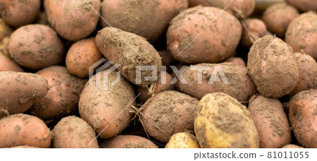 Close up view of a case of a fresh crop of potatoes. Potato background. Concept. Close up view of a case of a fresh crop of potatoes. Potato background. Concept. 81011055