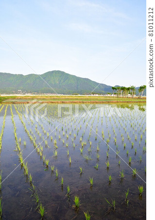 Natsui's Hasagi and Kakudayama (Niigata Prefecture) 81011212