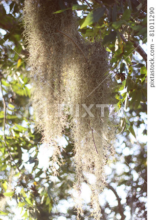 Spanish moss -Tillandsia usneoides- hanging from tree branch with bright sunlight 81011290
