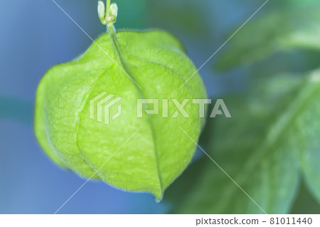 Balloon vine fruit Balloon vine fruit 81011440