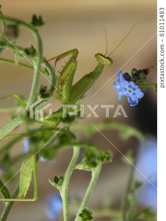 Praying Mantis on Blue Forget me not flowers close up 81011483