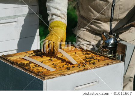 The beekeeper treats the bees of the varroa mite. Diseases of bees and their treatment. Varroasis. Varroa destructor. The beekeeper treats the bees of the varroa mite. Diseases of bees and their treatment. Varroasis. Varroa destructor. 81011667