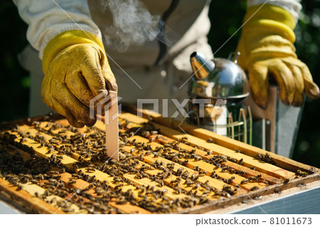 How to treat bees from varroa mite. The beekeeper treats the bees of the varroa mite. Diseases of bees and their treatment. Varroasis. Varroa destructor. How to treat bees from varroa mite. The beekeeper treats the bees of the varroa mite. Diseases of bees and their treatment. Varroasis. Varroa destructor. 81011673