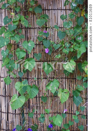 Morning glory 81011689