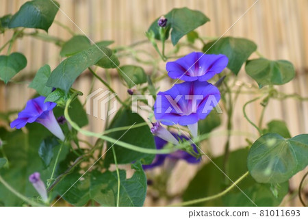 Morning glory 81011693
