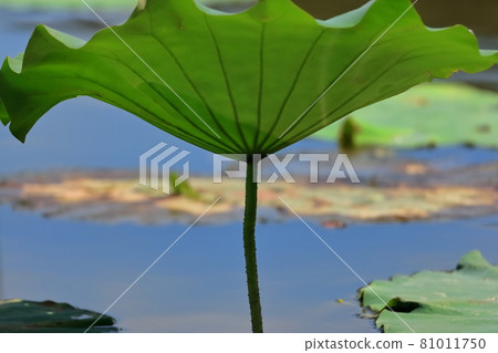 Lotus leaf 81011750