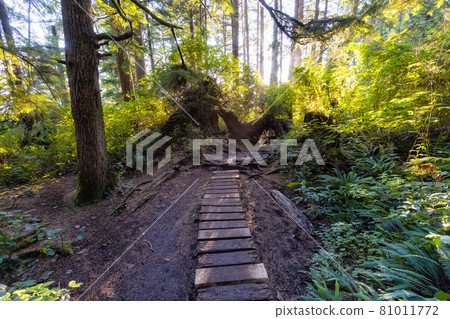 Hiking Path to Mystic Beach in the Vibrant Rainforest 81011772