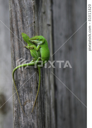Green Anole Lizards on Fence in Garden 81011820