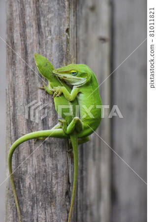 Green Anole Lizards on Fence in Garden 81011821