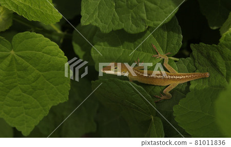 Green Anole Lizard Anolis carolinensis With Broken Tail and Scars on Back Green Anole Lizard Anolis carolinensis With Broken Tail and Scars on Back 81011836