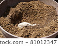 Dahlia bulbs planted in the soil 81012347