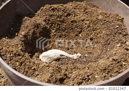 Dahlia bulbs planted in the soil Dahlia bulbs planted in the soil 81012347