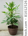 Large-grown pre-flowering dahlia potted plant 81012526