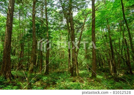 深林中，青木原樹海 81012528