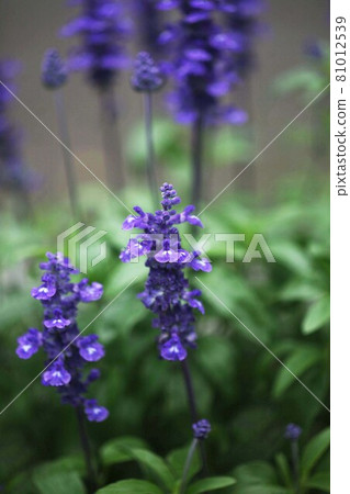 Salvia blue sage flowers 81012539