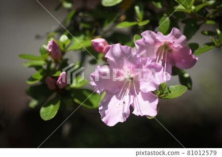 Rhododendron lilac flower 81012579