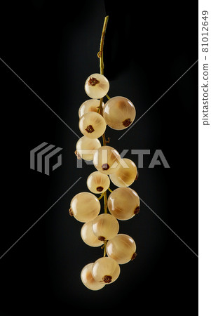 fresh white currant berries 81012649